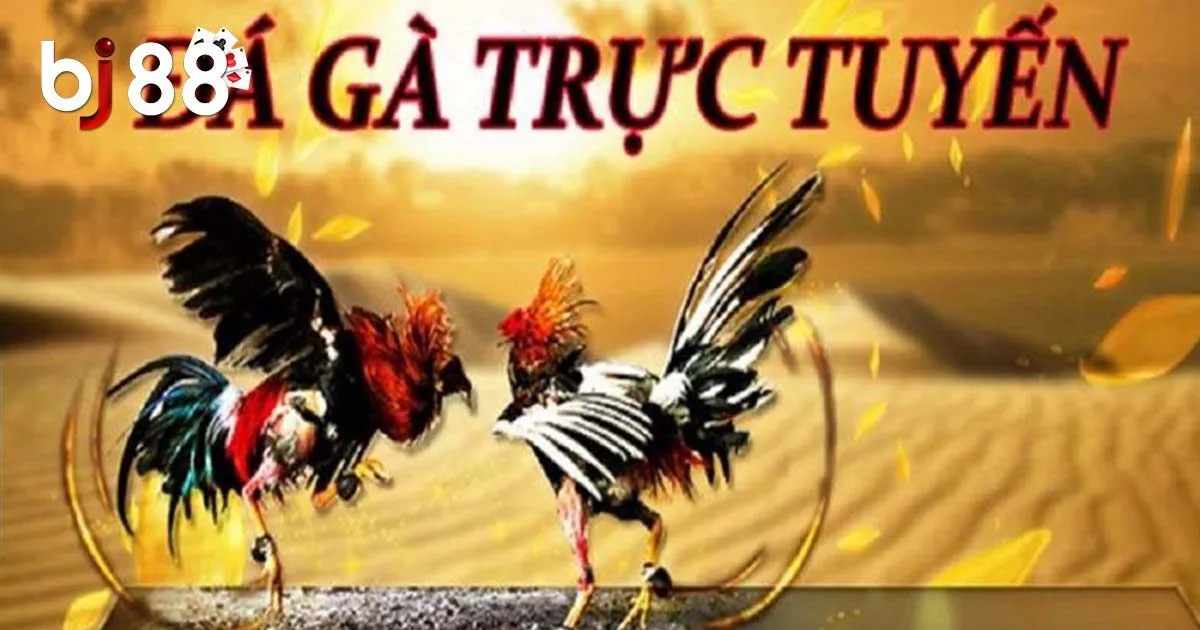 Tổng Hợp Các Hình Thức Đá Gà Trực Tiếp Hot Nhất Năm 2024 1 Tổng Hợp Các Hình Thức Đá Gà Trực Tiếp Hot Nhất Năm 2024