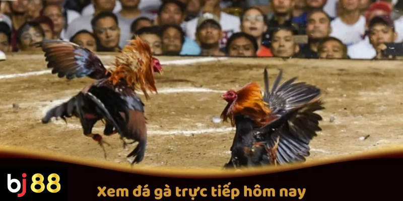 Xem Đá Gà Trực Tiếp Hôm Nay Tại BJ88: Các Trận Đấu Hot 2 Xem Đá Gà Trực Tiếp Hôm Nay Trên BJ88: Các Trận Đấu Hot