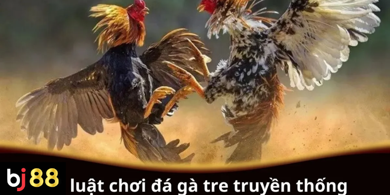 Luật Chơi Đá Gà Tre Truyền Thống: Hướng Dẫn Chi Tiết 2 Luật chơi đá gà tre truyền thống cho người mới